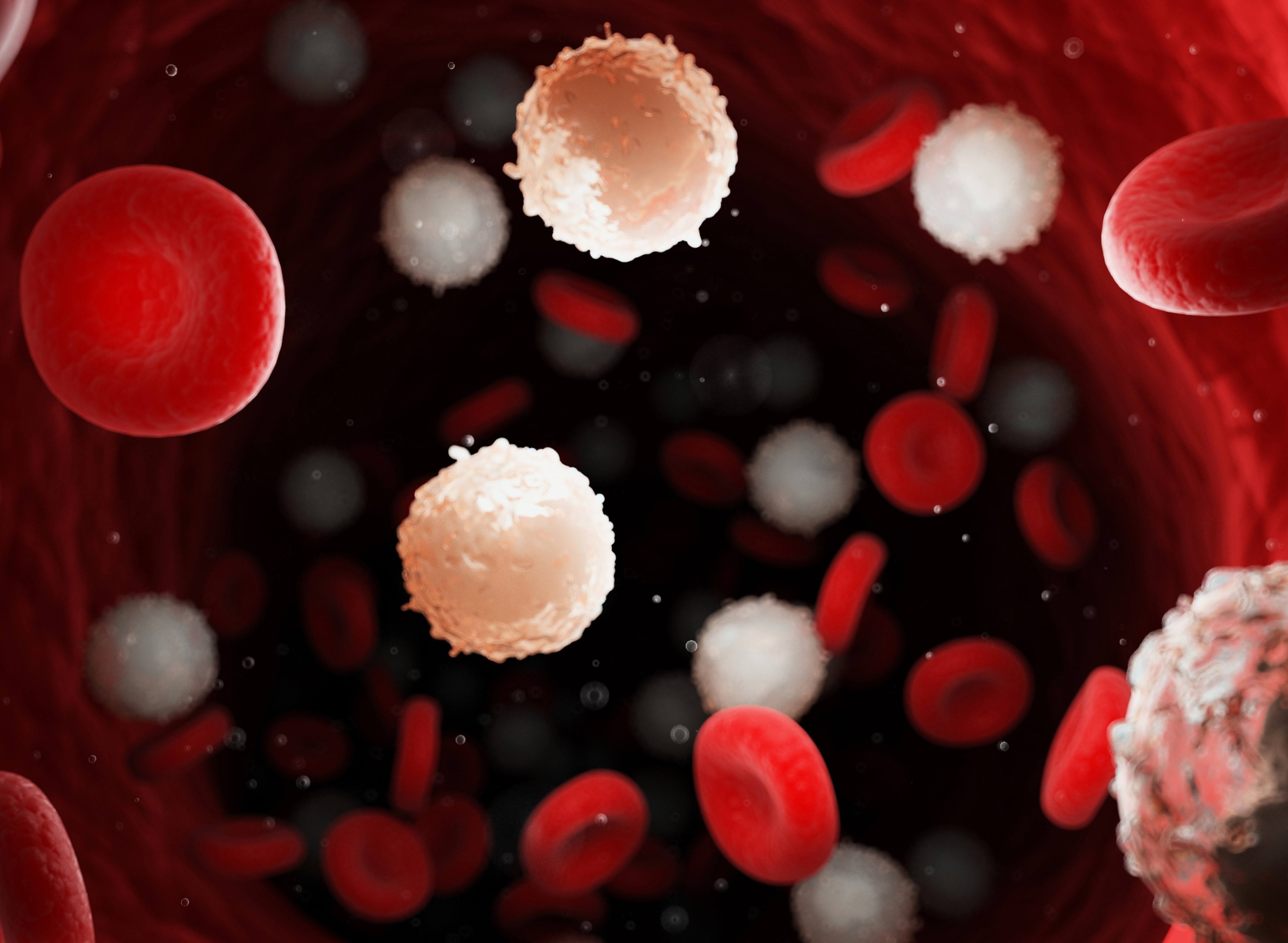 Raffigurazione delle cellule presenti all'interno di un vaso sanguigno